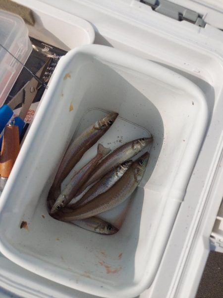 再びキス釣りへ