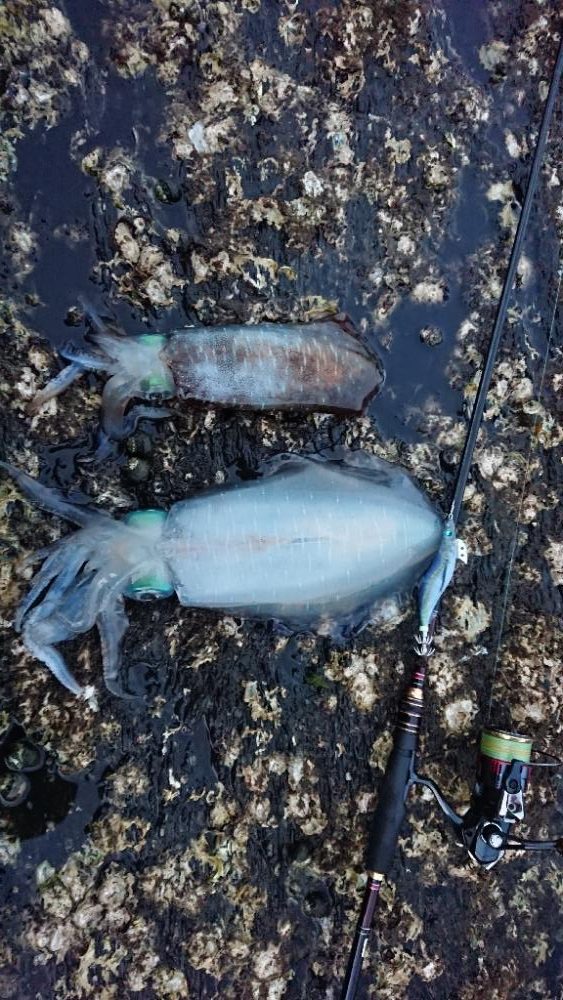 対馬エギング釣果……45