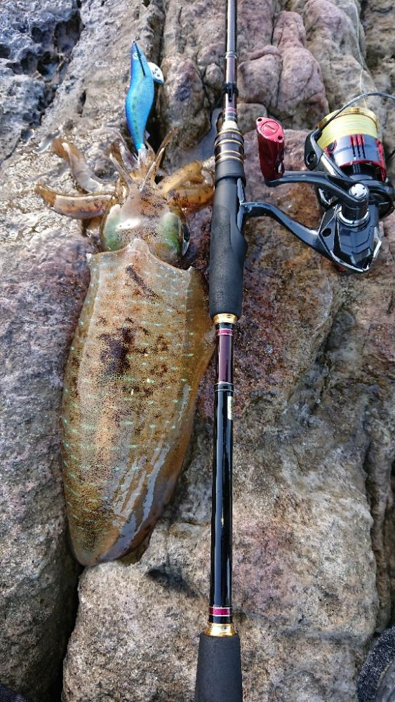 対馬エギング釣果……37