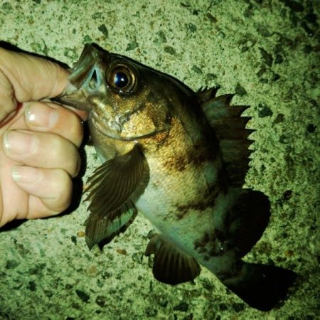 尺メバル(泣)フロートゲーム