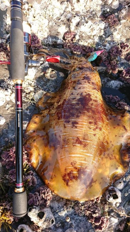 対馬エギング釣果……32