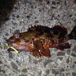 ∞Gからのメバル！