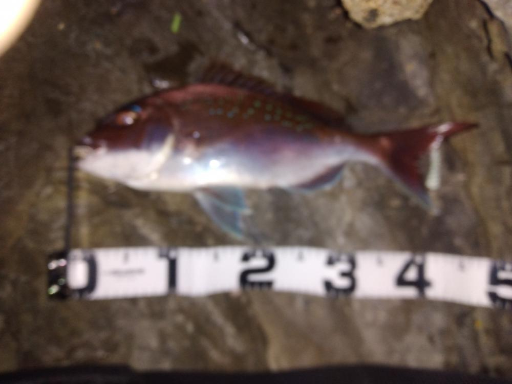 気温は高いがまだ水温が低く活性が低いかな!