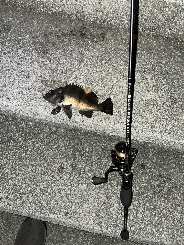 ショアジギング厳しく、ライトゲーム楽しく