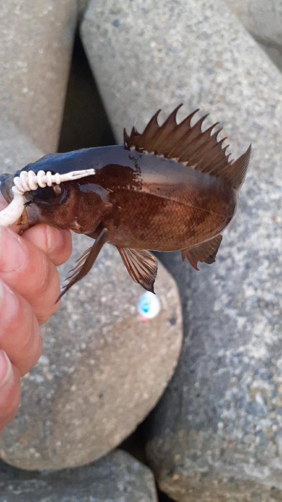 メバル行ってきたよ!