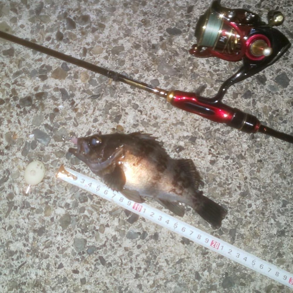 幸せの幸ちゃんとボラ