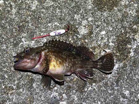 春なのにアミパターンなメバリングで激渋！