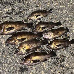 姫路メバリング春の高活性!