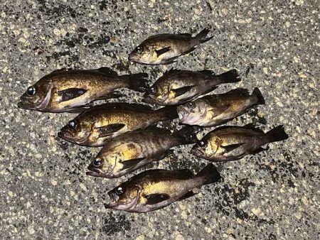 姫路メバリング春の高活性！