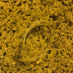 清掃活動：アジを探して