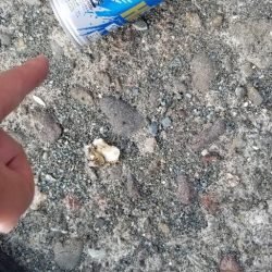 清掃活動：今季初イカ！