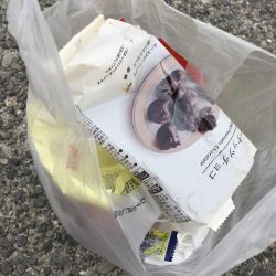 清掃活動：ヘチ釣りでキビレGET