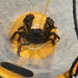 港内で、まさかのモクズカニ！