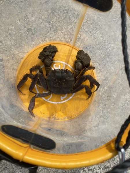 港内で、まさかのモクズカニ！