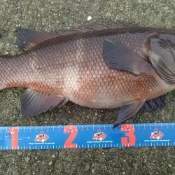 今日はヘチ釣り