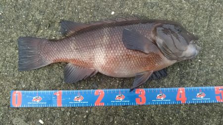 今日はヘチ釣り