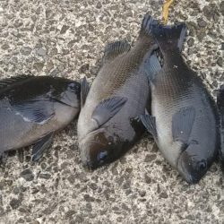 テトラふかせでコッパぐれ