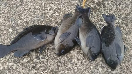 テトラふかせでコッパぐれ