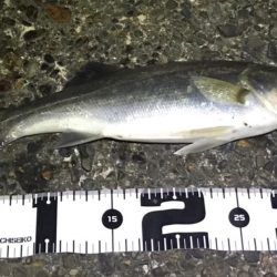 シーバス・タケノコメバル