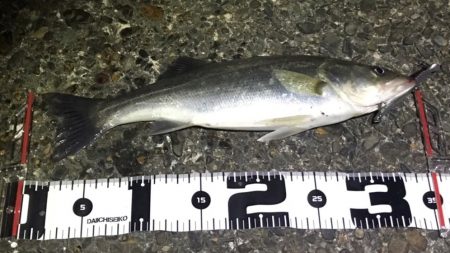 シーバス・タケノコメバル