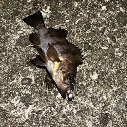 春なのにアミパターンなメバリングで激渋！