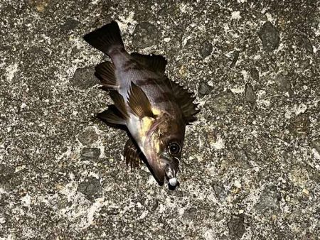 春なのにアミパターンなメバリングで激渋！