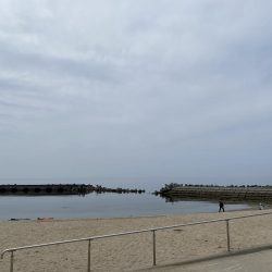 港内で、まさかのモクズカニ！