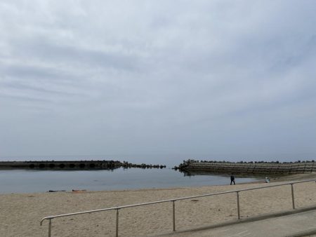 港内で、まさかのモクズカニ！