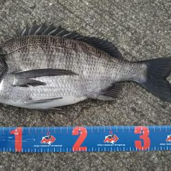 ちょこっとヘチ釣り チヌ2枚