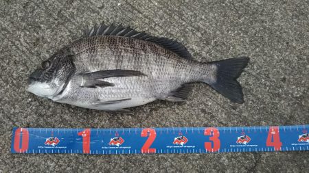 ちょこっとヘチ釣り チヌ2枚