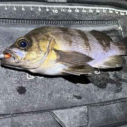 春なのにアミパターンなメバリングで激渋！