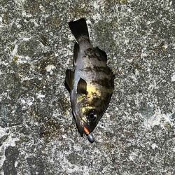 春なのにアミパターンなメバリングで激渋！