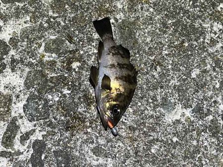 春なのにアミパターンなメバリングで激渋！