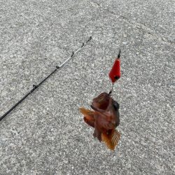 港内で、まさかのモクズカニ！