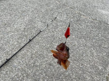 港内で、まさかのモクズカニ！