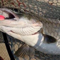 レイクトロ－リング＝ビワマス釣り！