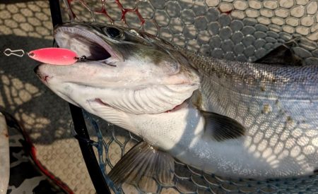 レイクトロ－リング＝ビワマス釣り！