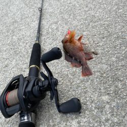 港内で、まさかのモクズカニ！