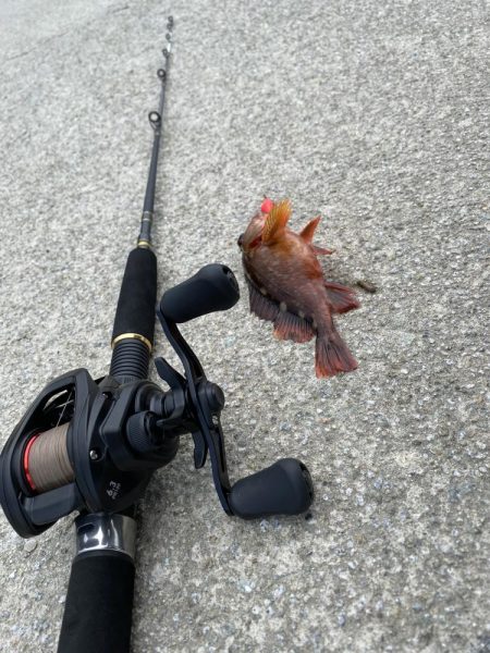 港内で、まさかのモクズカニ！