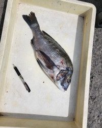 和歌山マリーナシティ釣り公園 釣果