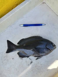 和歌山マリーナシティ釣り公園 釣果