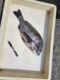 和歌山マリーナシティ釣り公園 釣果