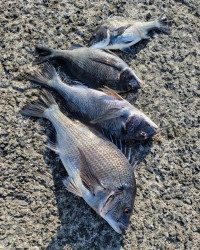 和歌山マリーナシティ釣り公園 釣果