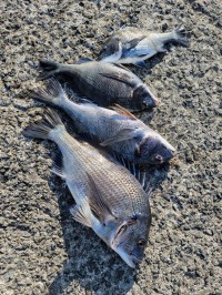 和歌山マリーナシティ釣り公園 釣果