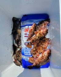 和歌山マリーナシティ釣り公園 釣果