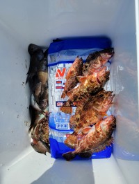 和歌山マリーナシティ釣り公園 釣果