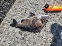 和歌山マリーナシティ釣り公園 釣果