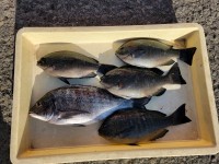 和歌山マリーナシティ釣り公園 釣果