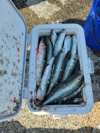 和歌山マリーナシティ釣り公園 釣果