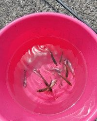 和歌山マリーナシティ釣り公園 釣果